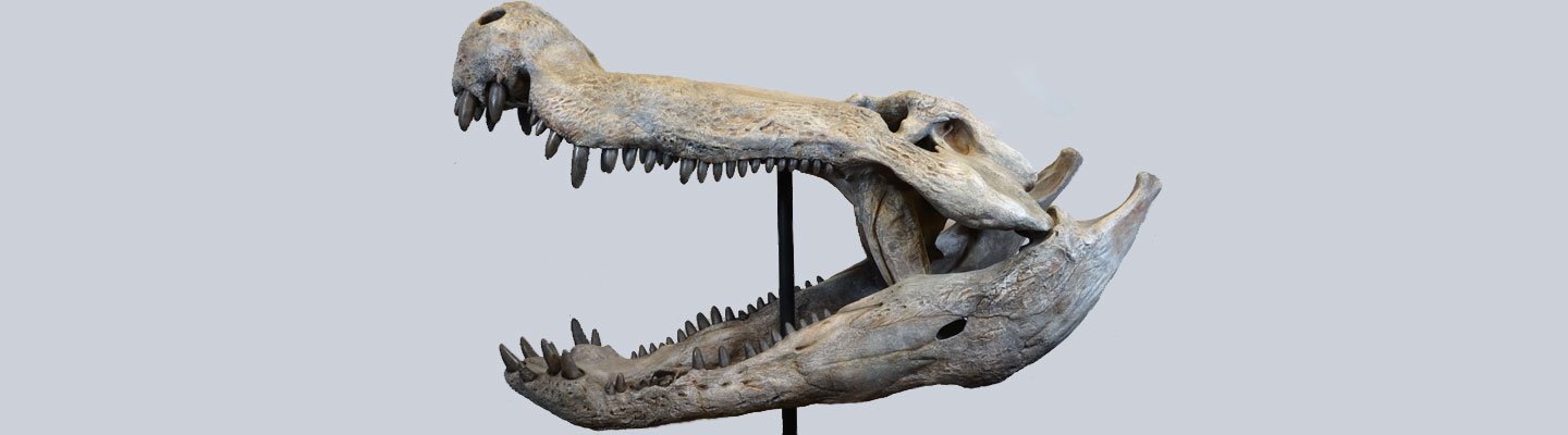 prehistoric alligator fossil