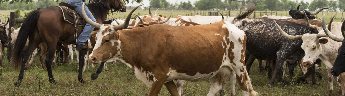 Cattle Branding in Texas: Show Us Your Herd! - George Ranch