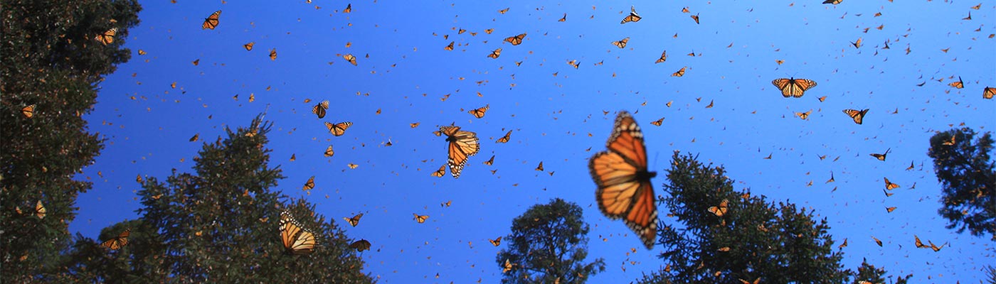 Flight Of The Butterflies 