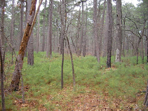The East Texas piney woods were home to early American Indians.