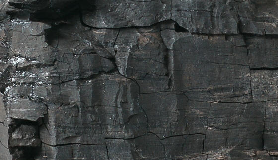 470025-952 - Coal (Lignite), Hand Specimens - Coal (Lignite