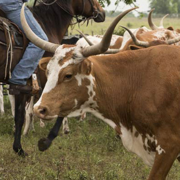 The earliest ancestors of the Texas longhorn were brought to the Americas by Spanish settlers. These cattle eventually mixed with breeds brought by settlers from the Eastern U.S., creating the Texas longhorn.