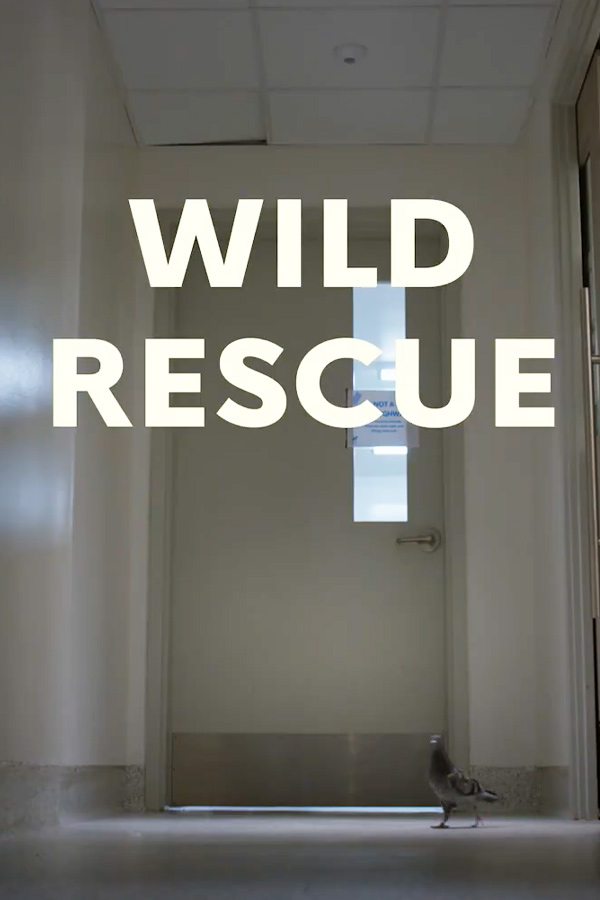 a pigeon walking in a vet hospital hallway with the words "Wild Rescue" over the image