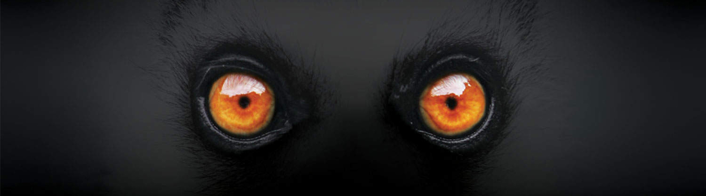 orange eyes of a black lemur face