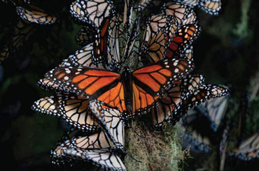 close-up of a monarch butterfly on a tree