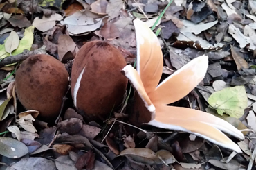 fungi on a forest floor