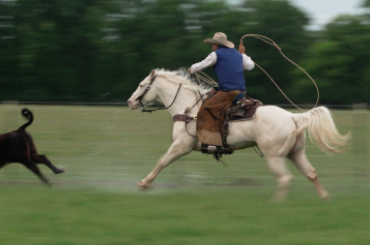 a cowboy riding a horse and lassoing a calf