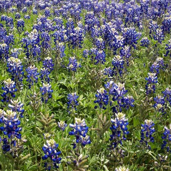 Texas bluebonnets bloom from late March through early April.  Image courtesy Public Domain