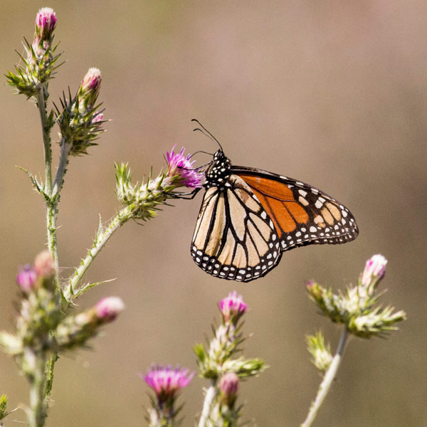 Monarch butterflies migrate through Texas every spring and fall. Image courtesy Public Domain